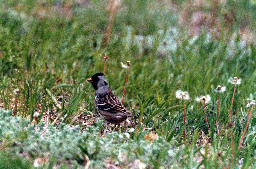 Sparrow, Harris' 1 B02P03I02.jpg - Harris' Sparrow